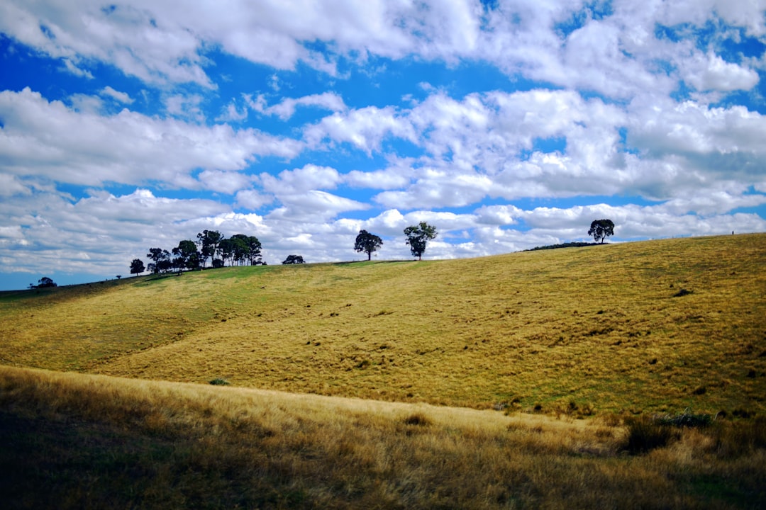 Vineyard rows and rolling hills in the Canberra cool-climate wine region near Murrumbateman