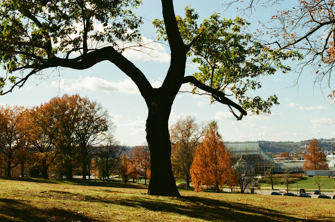 Autumn landscape with a large tree and distant building in Pittsburgh